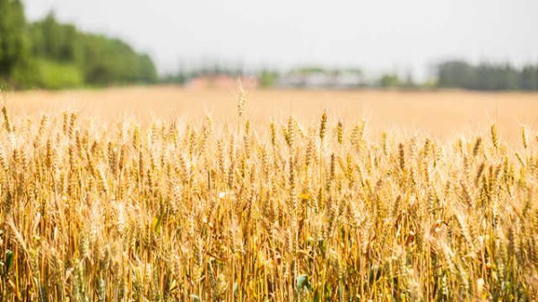 易速宝 第十五届金砖国家农业部长会议在巴西利亚召开