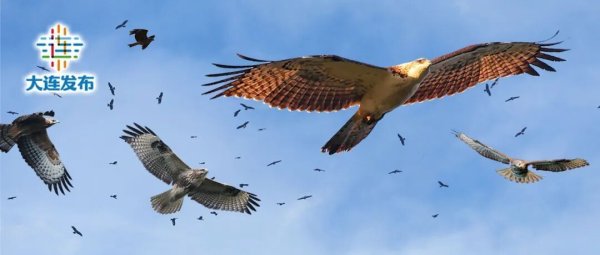 升宏网 大连天空，超10万只猛禽！真猛！